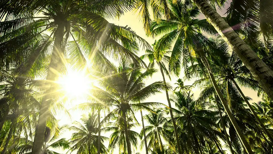 palm trees and sun, survive and thrive gambling, Parents Standing Together